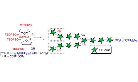 Исследователями ИОХ РАН синтезирован перспективный аналог фрагментов гликополимеров клеточной стенки микобактерий