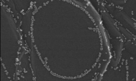 В журнале Scientific Data опубликована новая статья, в которой визуализируется и обсуждается эффект упорядочения наночастиц палладия на углеродной подложке
