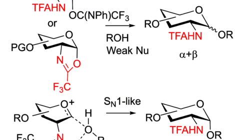 Исследователями из ИОХ РАН синтезирован фрагмент повторяющегося звена полисахарида бактерии Azospirillum brasilense sp7, а также предложен новый механизм стереоконтроля при гликозилировании