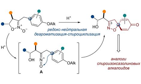 В ИОХ РАН разработан эффективный метод получения спироциклических изоксазолинов