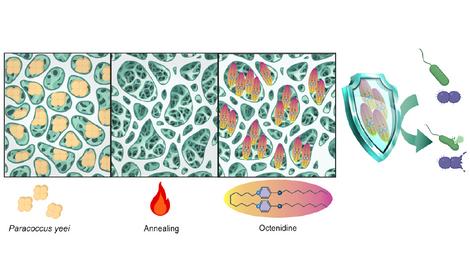 При участии ИОХ РАН получены эффективные золь-гель антисептические материалы
