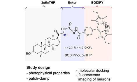 При участии ИОХ РАН разработана стратегия флуоресцентной маркировки эндогенного нейростероида аллопрегнанолона
