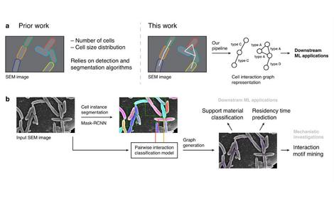 Как искусственный интеллект «видит» бактериальные сообщества: новый подход к изучению биопленок